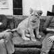 Image for article titled Christian The Lion: The Movie • UK Begins HPV Vaccine Program In Earnest